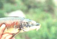 Blind fish caught downstream from the Beaverlodge uranium mill (early 1980s).